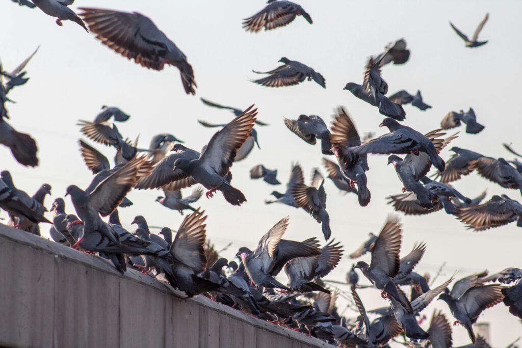 Dynamic image of pigeons flying from a rooftop, capturing the chaotic beauty of nature.