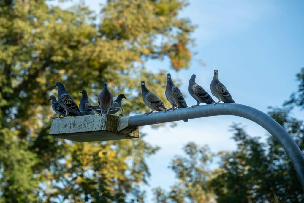 Group of pigeons perched on a street lamp with trees in the background, outdoors.