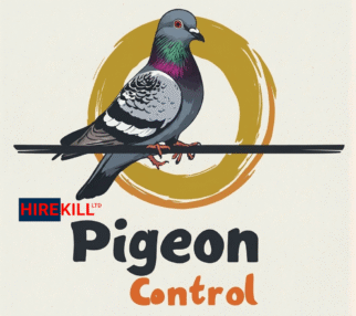 Pigeon Control Cyprus